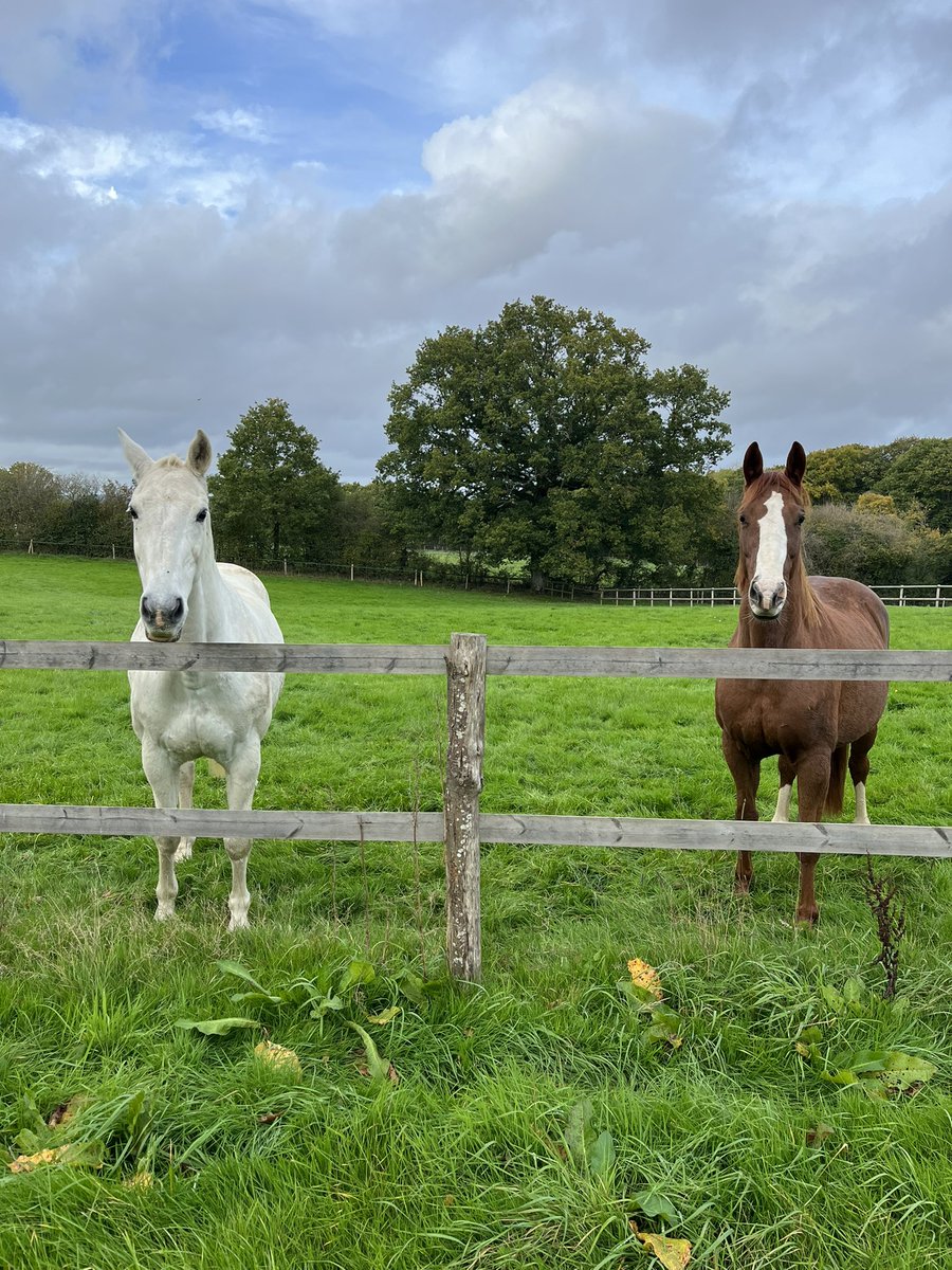 AliYoungBeauty's tweet photo. Horses are for life when they retire/injured they are just as ❤️&amp;important here’s Ellie -may and Fina #homebreds  now enjoying their winter field #retiredhorses take just as much love &amp; attention then rugged n up to the stables in bad weather #competitionhorses https://t.co/atVUb8FC73