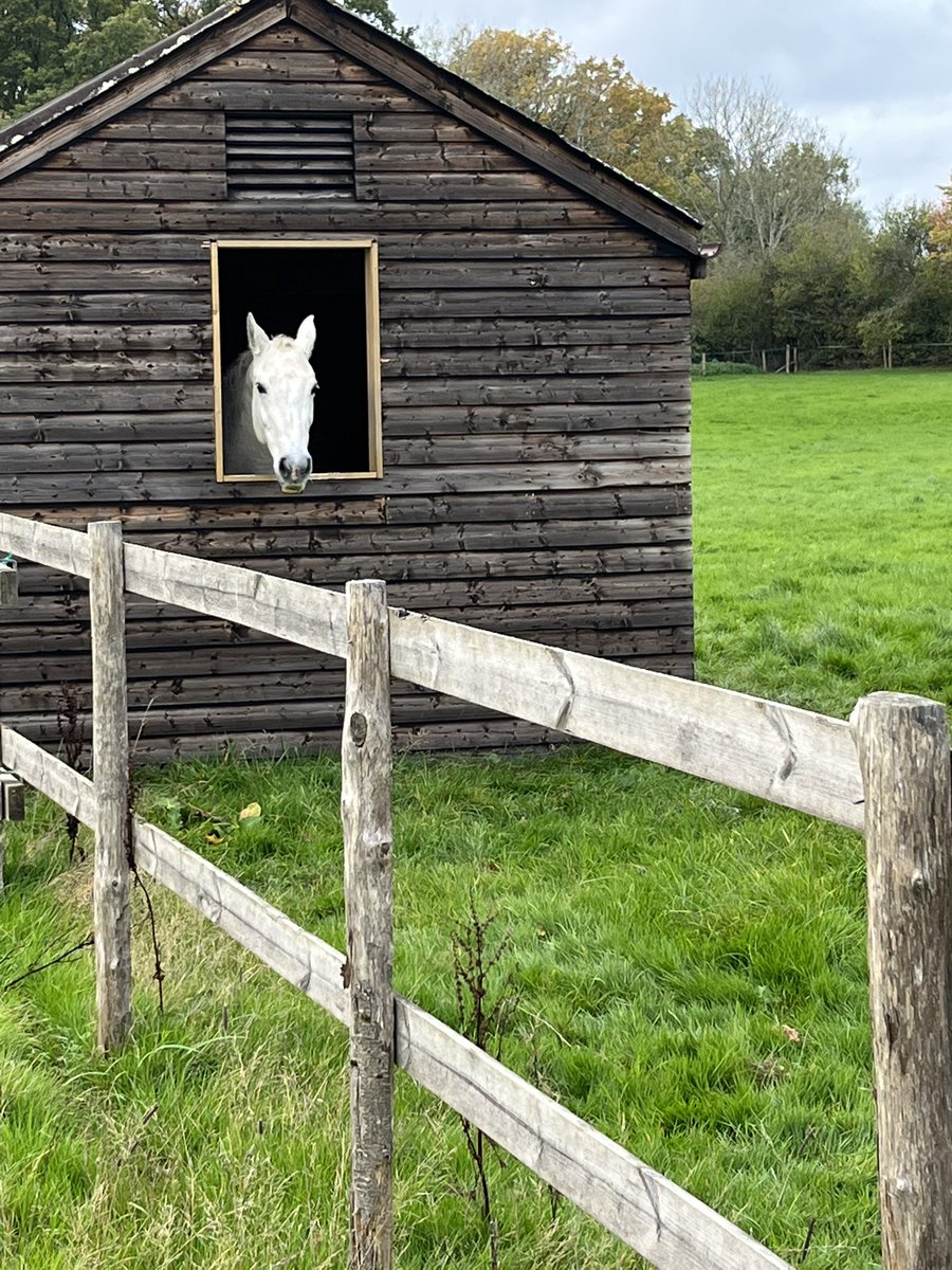 AliYoungBeauty's tweet photo. Horses are for life when they retire/injured they are just as ❤️&amp;important here’s Ellie -may and Fina #homebreds  now enjoying their winter field #retiredhorses take just as much love &amp; attention then rugged n up to the stables in bad weather #competitionhorses https://t.co/atVUb8FC73