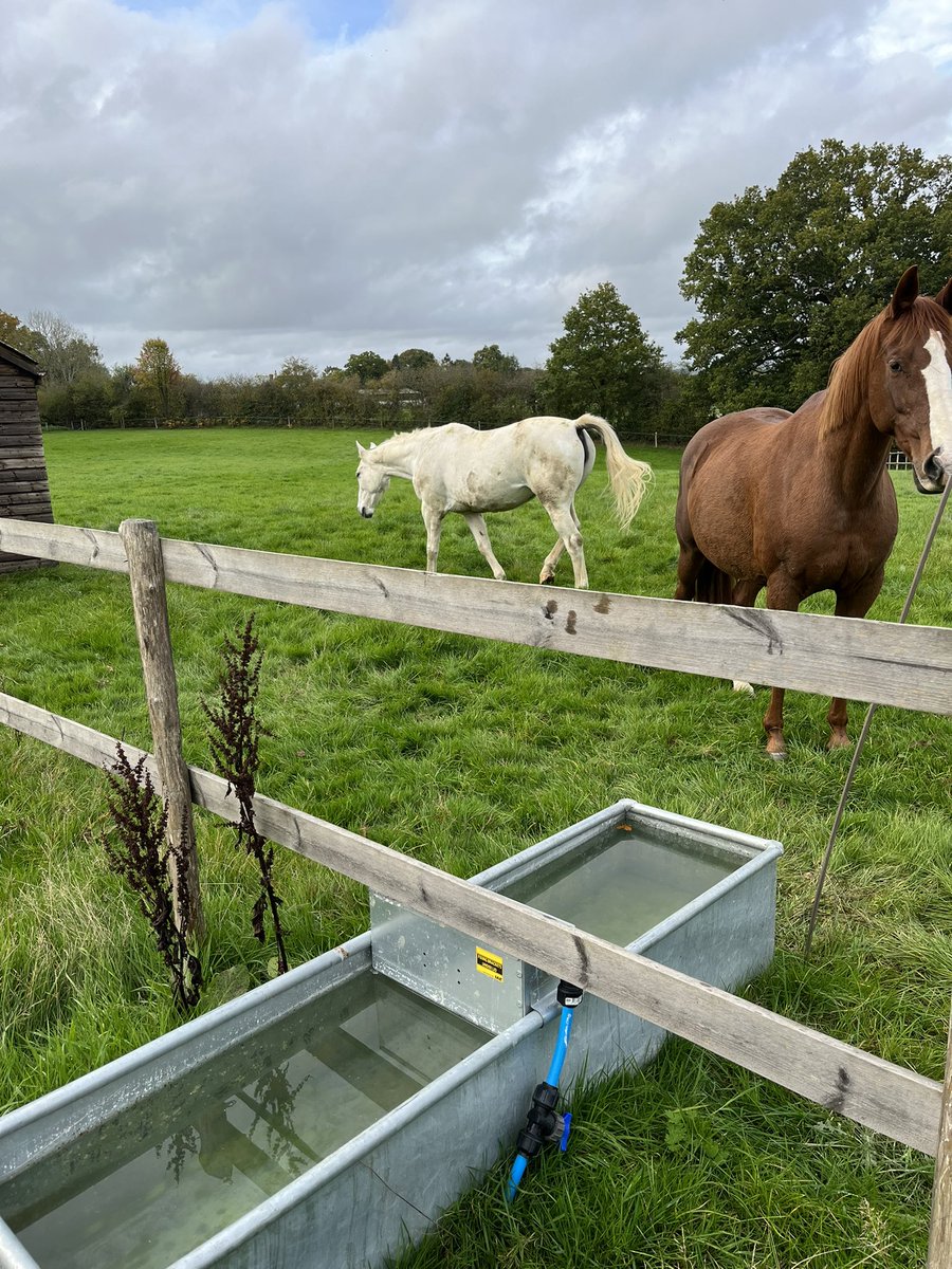 AliYoungBeauty's tweet photo. Horses are for life when they retire/injured they are just as ❤️&amp;important here’s Ellie -may and Fina #homebreds  now enjoying their winter field #retiredhorses take just as much love &amp; attention then rugged n up to the stables in bad weather #competitionhorses https://t.co/atVUb8FC73