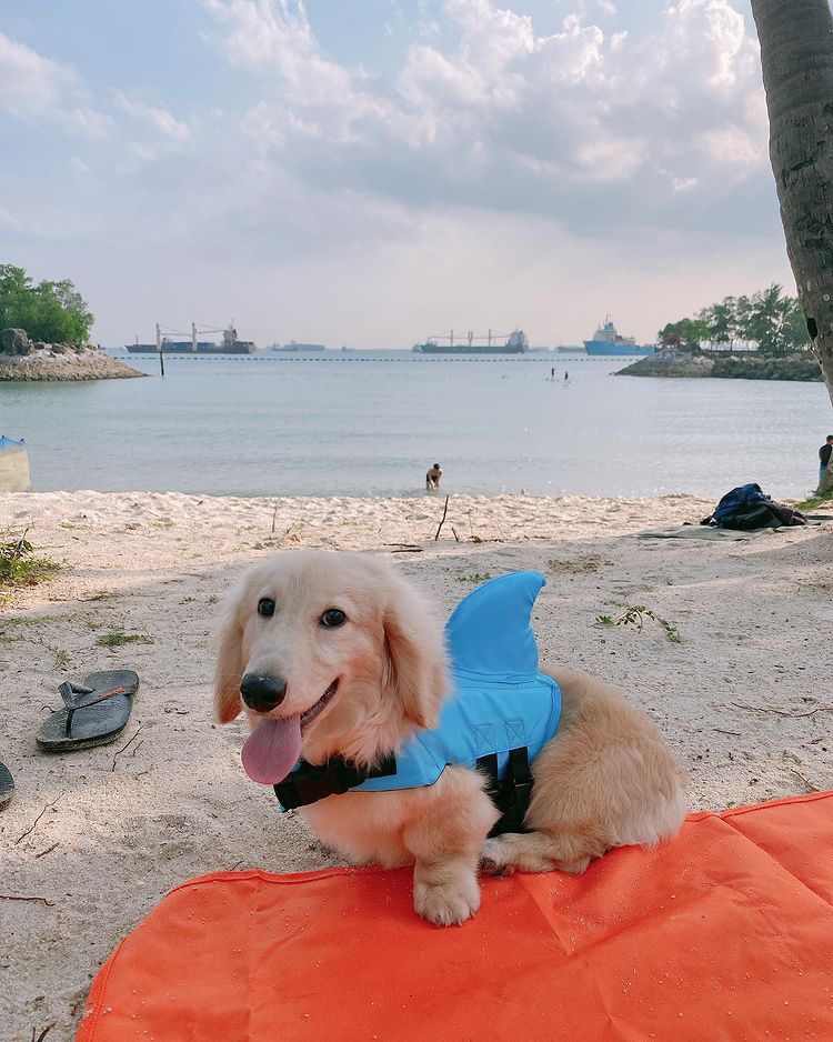 Andou na prancha, cuidado tubarão vai te pegar