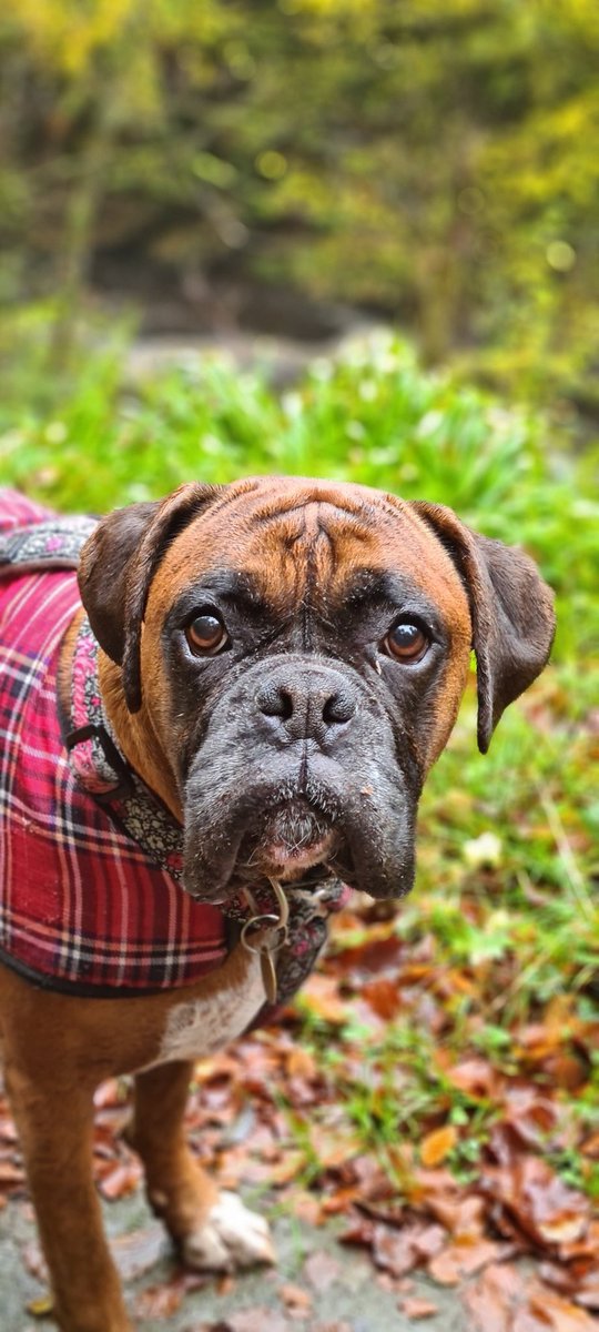 #dog