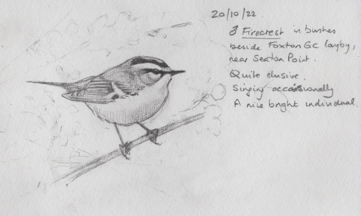 Whenever I'm lucky enough to see a Firecrest, I feel I have to draw it...The pencil then colour added... #Northumberland #FieldNotes #BirdArt #Sketching