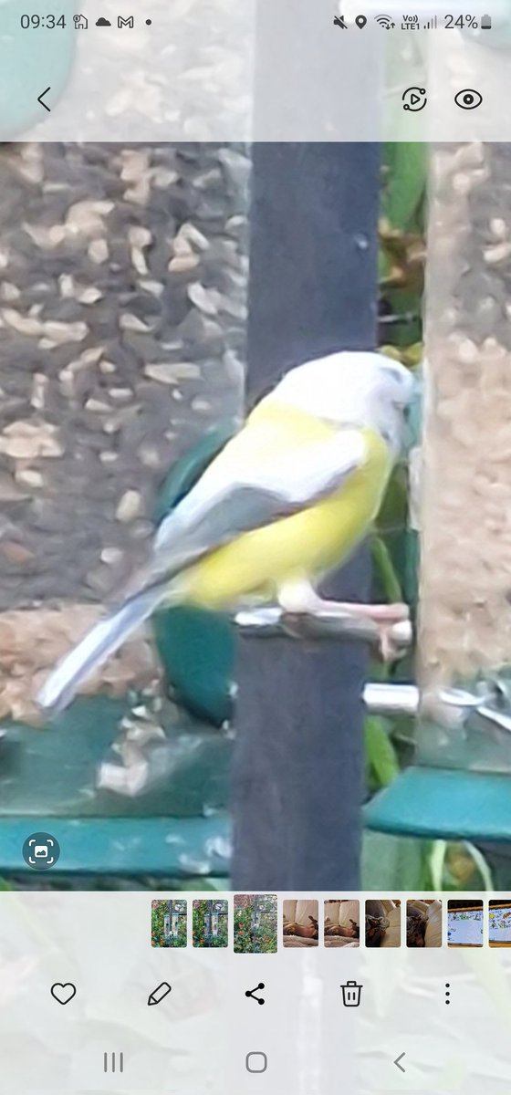 fireflypowell's tweet photo. @BirdSpotUK any ideas, looks like a blue tit with strange pigmentation? https://t.co/6Bn1ypoyBt