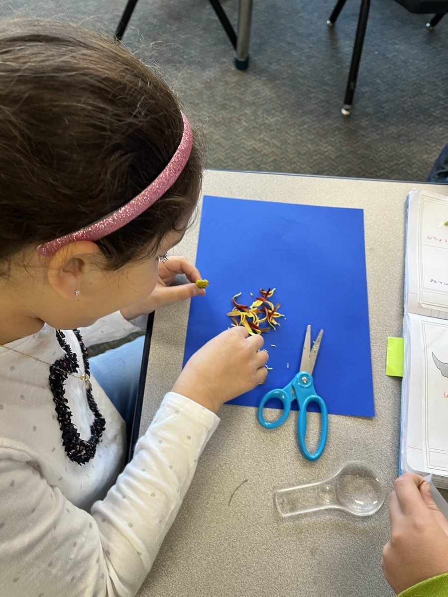 Taking a closer look at the parts of a flower. Fun fact: Flowers all have the same parts but some parts look different! <a href="/os_tigers/">Oak Street Elementary</a>