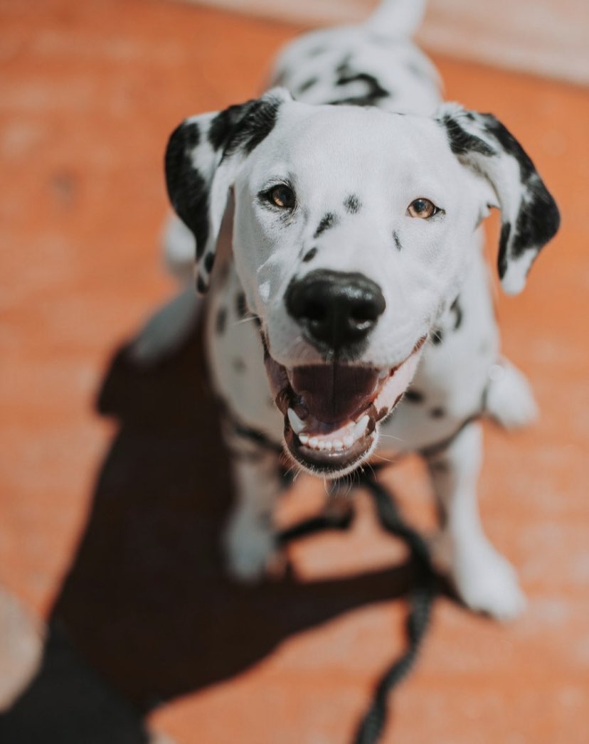 Nonotweaver's tweet photo. My beautiful boy is one today. Happy Birthday, Thatcher!

#dog #dogs #DogsofTwittter #dalmatian https://t.co/XfoVBtVHz5