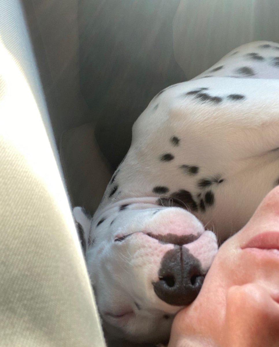 Nonotweaver's tweet photo. My beautiful boy is one today. Happy Birthday, Thatcher!

#dog #dogs #DogsofTwittter #dalmatian https://t.co/XfoVBtVHz5