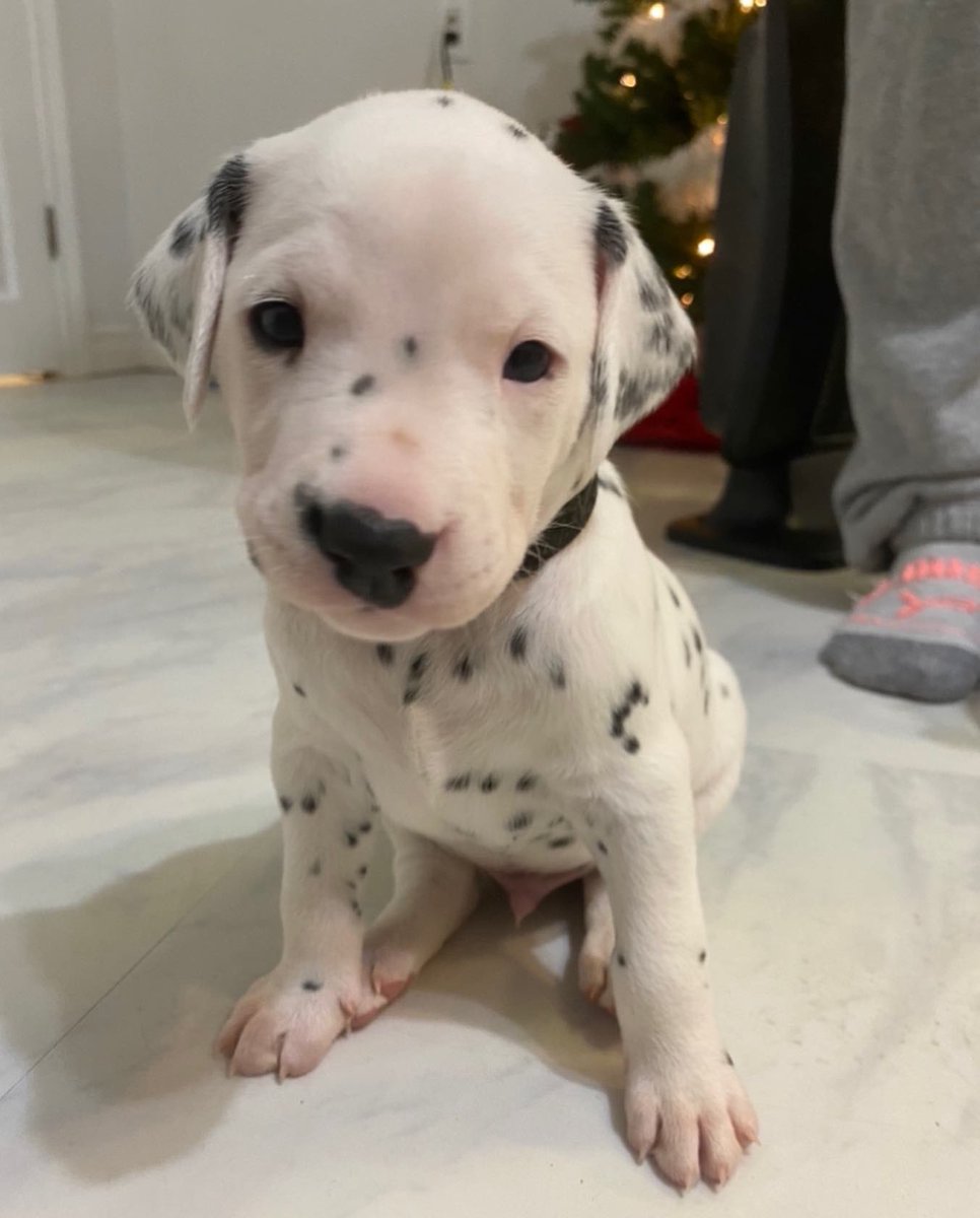 Nonotweaver's tweet photo. My beautiful boy is one today. Happy Birthday, Thatcher!

#dog #dogs #DogsofTwittter #dalmatian https://t.co/XfoVBtVHz5