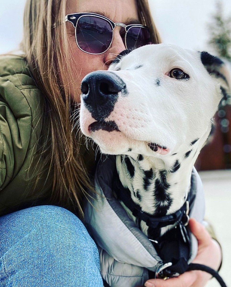 Nonotweaver's tweet photo. My beautiful boy is one today. Happy Birthday, Thatcher!

#dog #dogs #DogsofTwittter #dalmatian https://t.co/XfoVBtVHz5