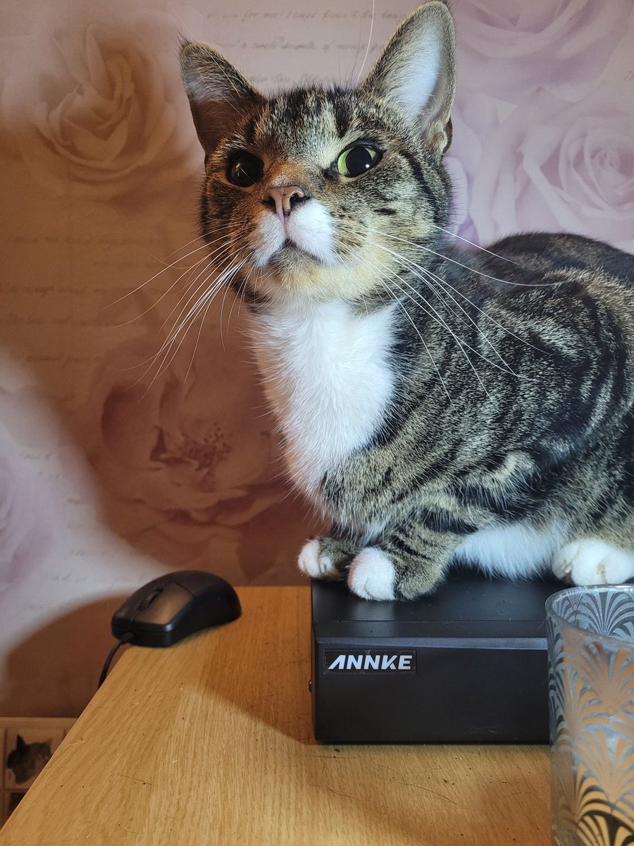 babybuddy208's tweet photo. Caturday night modeling #Caturday #cat #model #TabbyTroop #TABBY https://t.co/M27ZMI8LXQ
