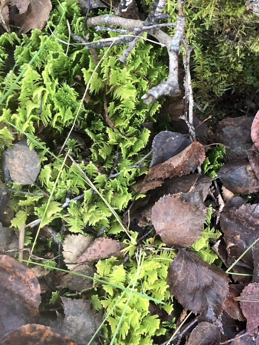 rdevelice's tweet photo. Ptilium crista-castrensis (ostrich-plume moss), Earthquake Park, Alaska. October 22, 2022. #alaskabryophyts https://t.co/Msh2f62tcx