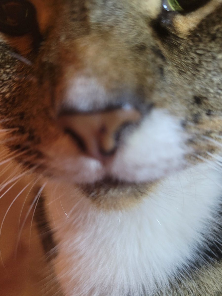 babybuddy208's tweet photo. My snout is looking great tonight #Caturday #CatsOnTwitter #catlife #snout #catsofinstagram #catnose https://t.co/mM3Ae1VdaF