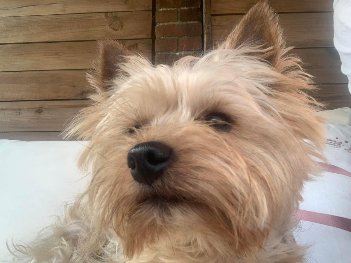 #findMurphy 
Murphy was seen in LEITH AVENUE, #PORTCHESTER #PO6 ON 24/10/21. 
Was sighted under a car or bush & believed was taken in by someone, we have received new info. 
HAVE YOU SEEN HIM ? 
DO YOU RECOGNISE ANYONE LOCAL WITH A DOG LIKE HIM ? large reward for any info (MAY22)