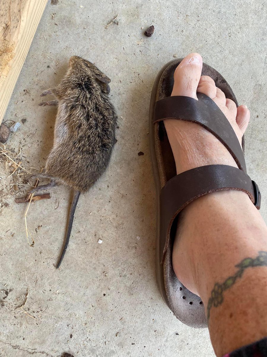 MelindaHoward4's tweet photo. Castro brought me a present 🥰🤢🥰
I’m feeling loved.
#Castro #kittypresents #FieldRat #CountryLife https://t.co/6vK9w5Ugak