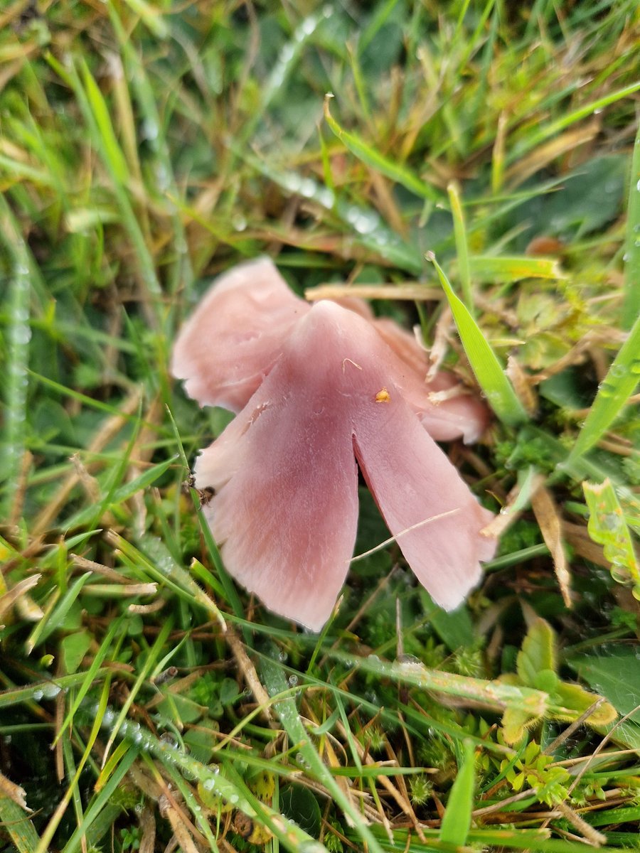 RozEmerson's tweet photo. Delighted to spot Porpolomopsis calyptriformis (ballerina waxcap) today in East Central Scotland. #waxcap #fungi https://t.co/dGcAkF5gta