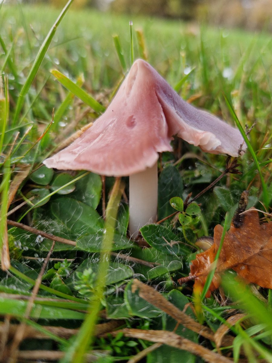 RozEmerson's tweet photo. Delighted to spot Porpolomopsis calyptriformis (ballerina waxcap) today in East Central Scotland. #waxcap #fungi https://t.co/dGcAkF5gta