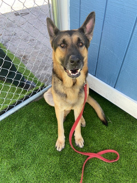 DFB_BSOAlerts's tweet photo. Found Dog Alert: This well-mannered male German Shepherd was found on 10/22/22 at the 500 blk NE 43 St., Deerfield Beach. If you know who belongs to him, contact BSO at 954-480-4300.
#lostdog #deerfieldbeach #pawboost https://t.co/nP37Gs05QW