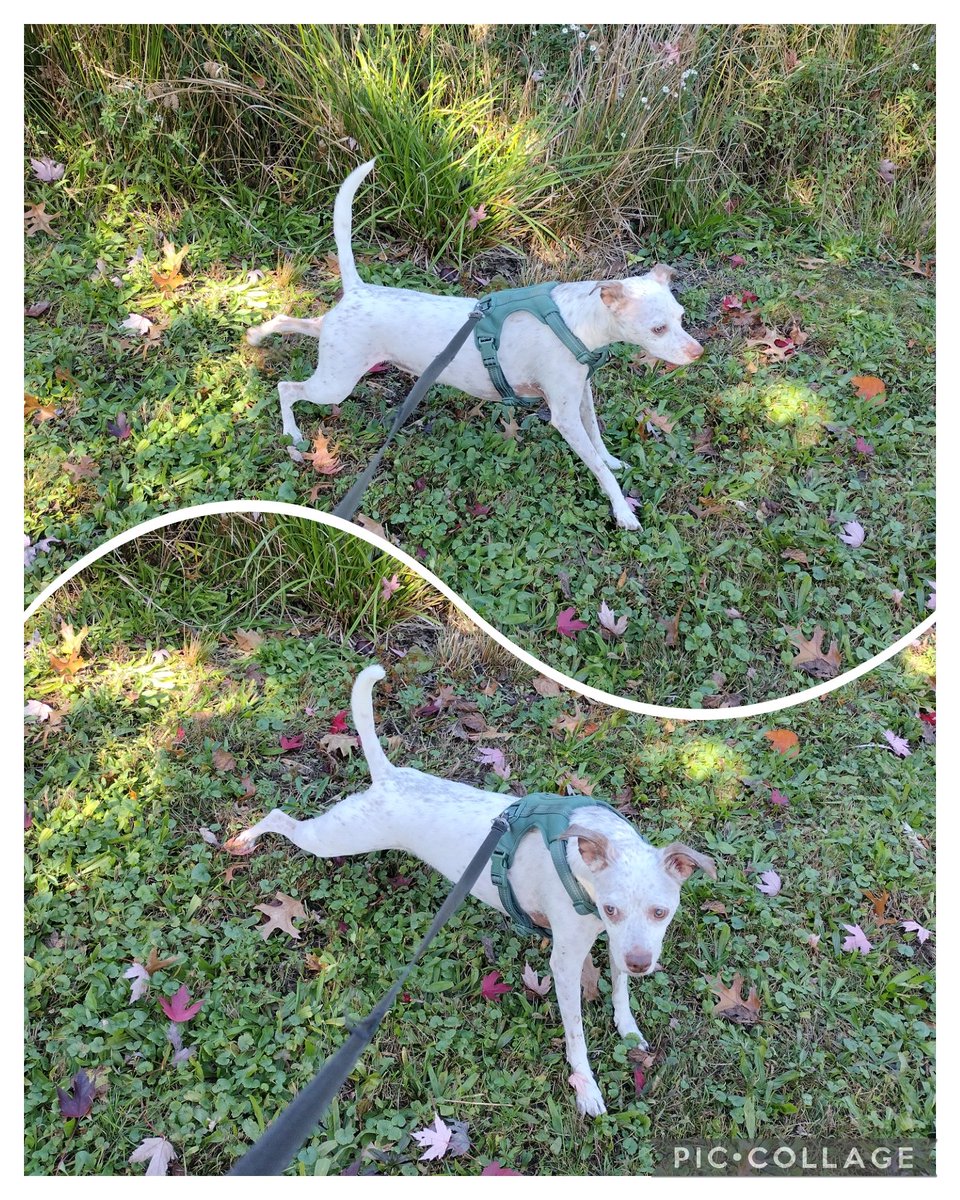 AnotherPoshDay's tweet photo. Afternoon stretching at the park 🐕🐾🌳 #dogs #diabeticdogs  #yoga #fall https://t.co/jEBElLRIbE