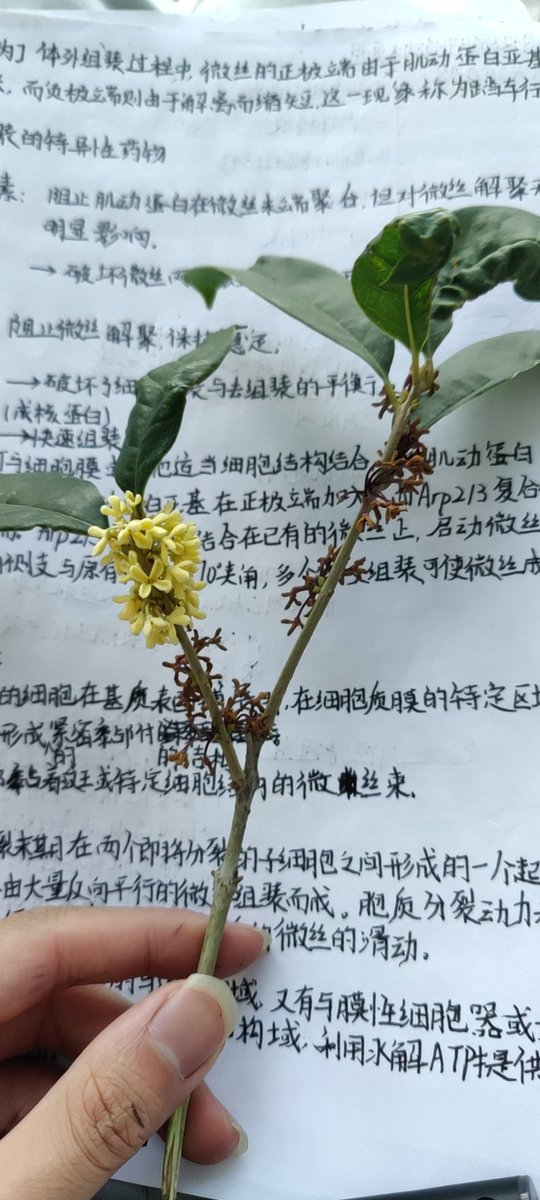m28274681's tweet photo. 5.介导细胞与细胞，细胞与胞外受体之间的联结;
6.参与形成细胞表面的特化结构;
7;膜蛋白的异常和肿瘤发生，遗传病，自身免疫病以及神经退行性疾病有关，质膜可以��为多种药物治疗的靶标。 https://t.co/k5cdAfktRd