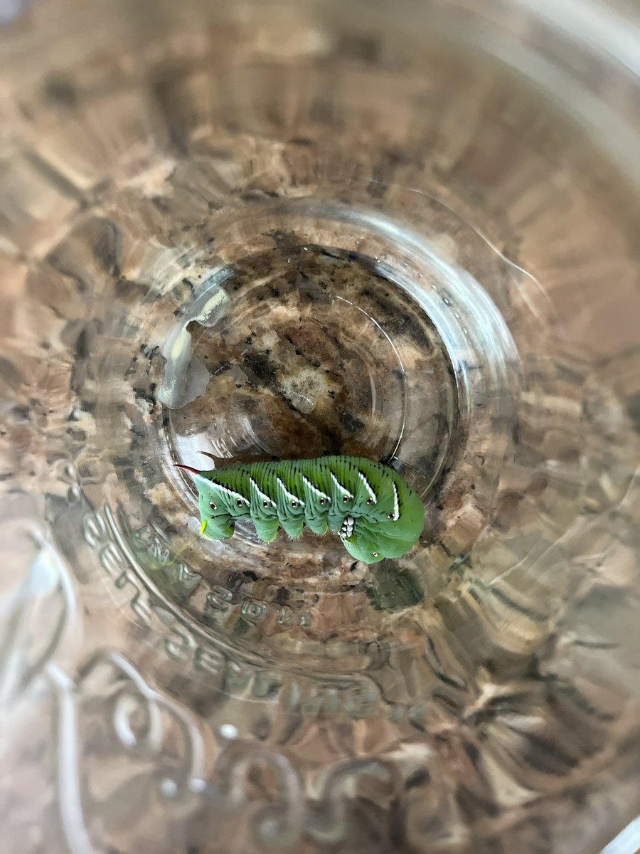 smoip's tweet photo. Check out this little dude. We had to move some large planters inside while workmen are doing repairs on our balcony, and he must’ve hitched a ride. One of the cats found him trying to chrysalis up on the carpet. 
Popped him in a jar with air holes.
I guess he’s wintering with us https://t.co/IFHjZChePz