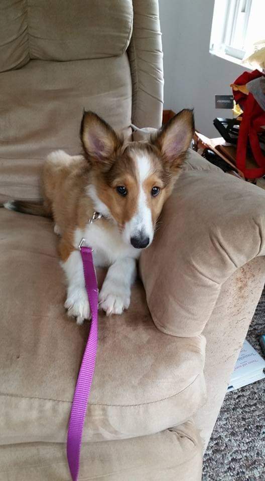 KathyMa87167166's tweet photo. @StephenKing Trixie the Terrible https://t.co/UPuMQgGXon