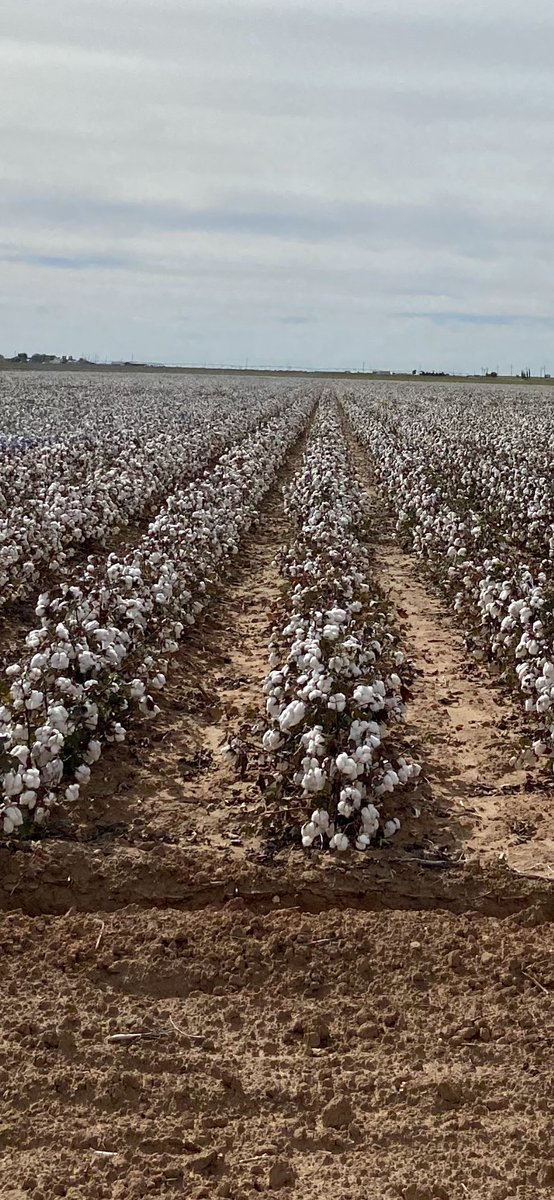 Justin Campbell tweet media