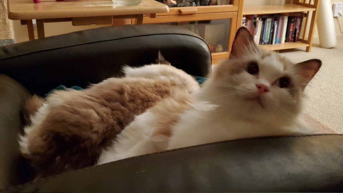 Does Your Cat? tweet media