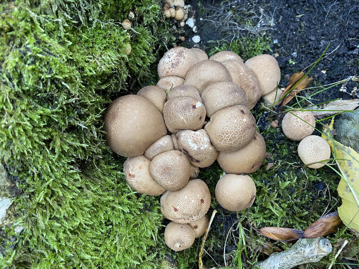 handstonephotos's tweet photo. Plenty of #fungi in evidence on #hackfall woods #masham today #iphone https://t.co/wnRtpvqy27