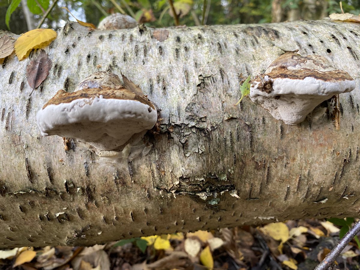 handstonephotos's tweet photo. Plenty of #fungi in evidence on #hackfall woods #masham today #iphone https://t.co/wnRtpvqy27