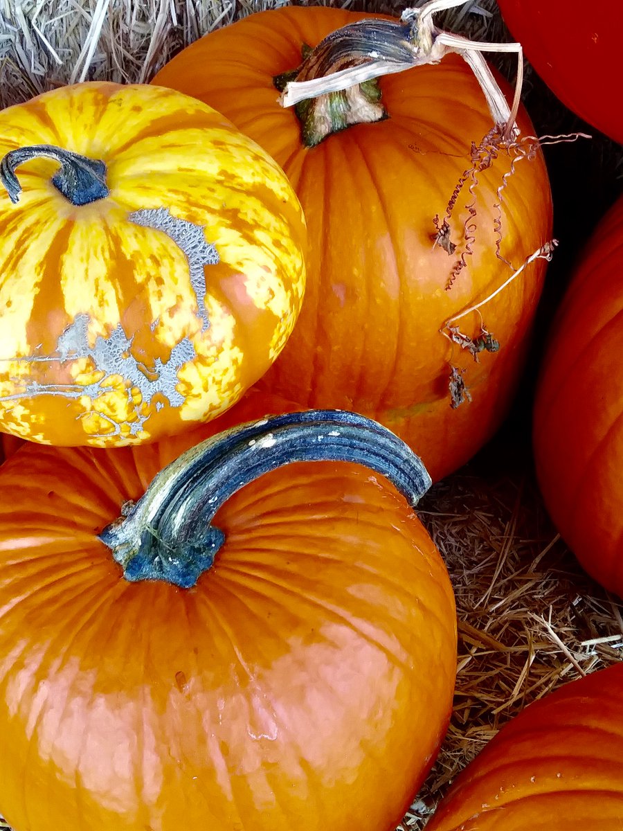 beccoverde's tweet photo. #dPSWeeklyCHallenge #dPSPumpkinChallenge #photography https://t.co/Bubusu69nR