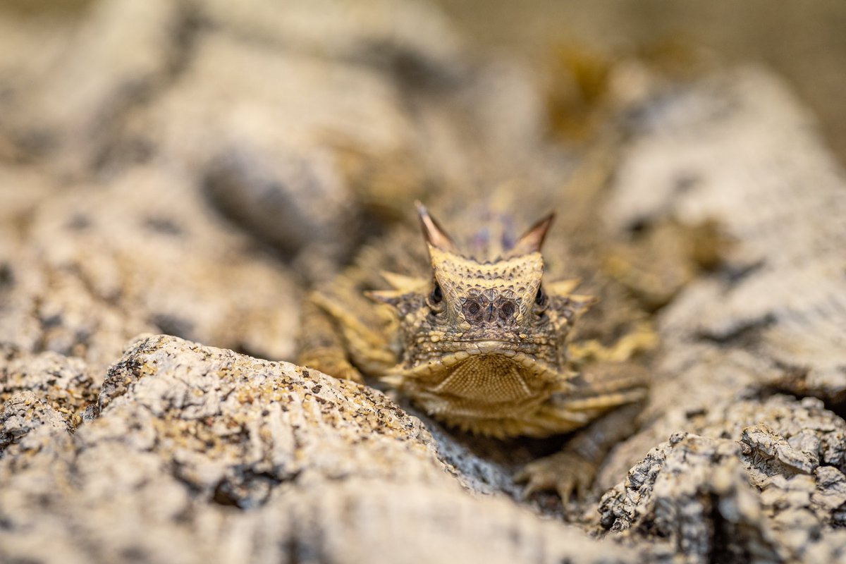 FortWorthZoo's tweet image. Happy homecoming @TCUFootball 😈