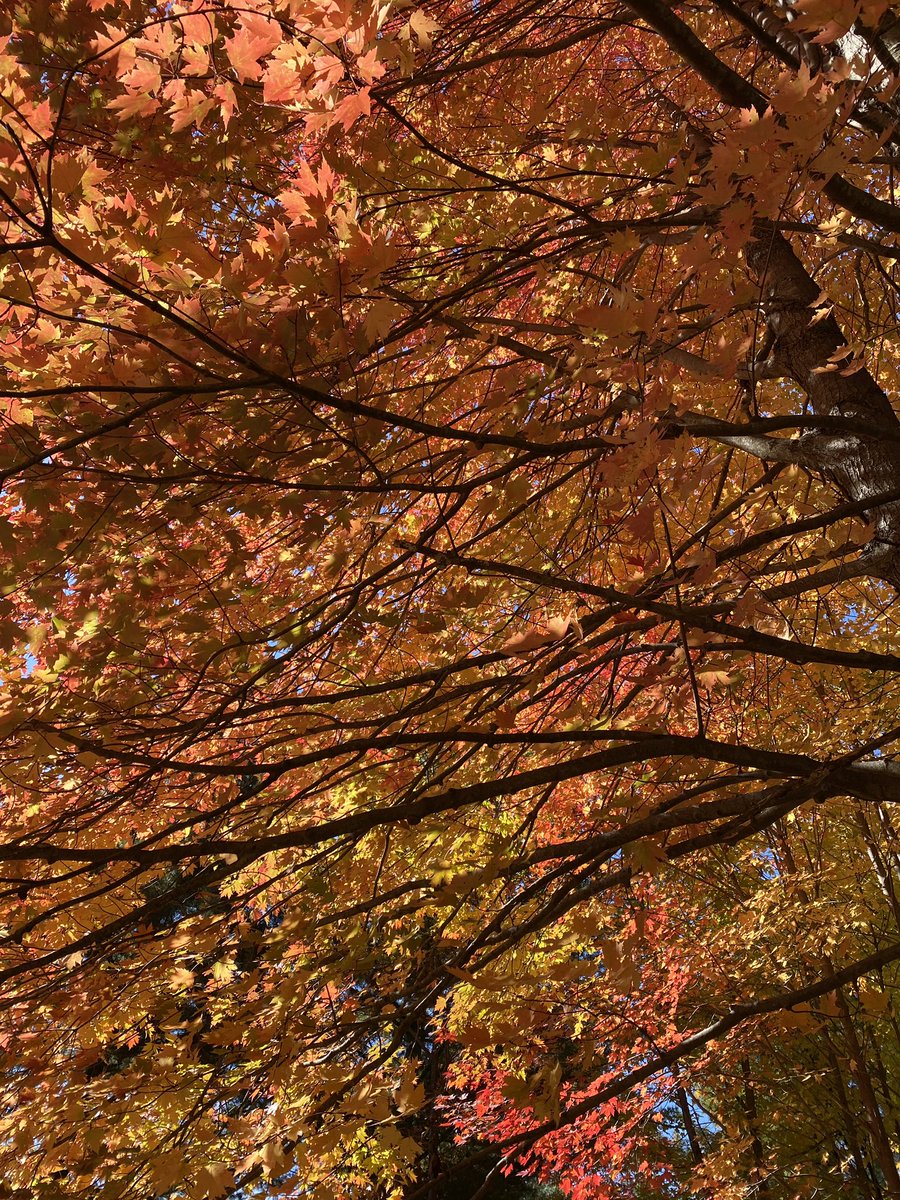 long_ways's tweet photo. Fall colors along the trail.
#IceAgeTrail
Gibraltar Rock
#shortways https://t.co/P5HRB6DNYW