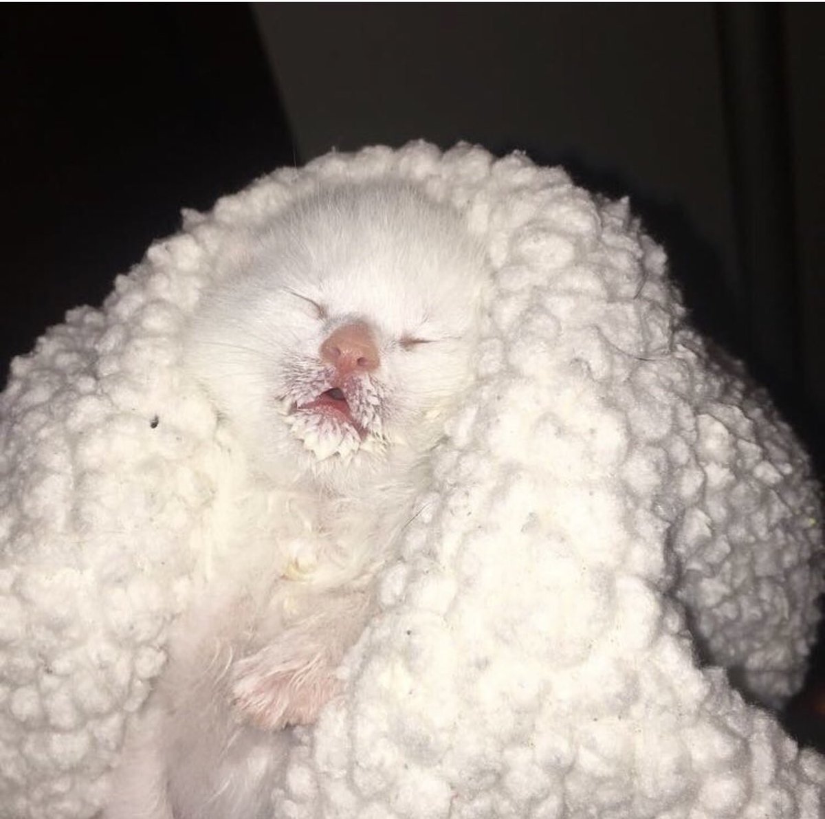 RobynRichie4's tweet photo. @setzacat Rescued at two days old. https://t.co/fKL74fKmiL