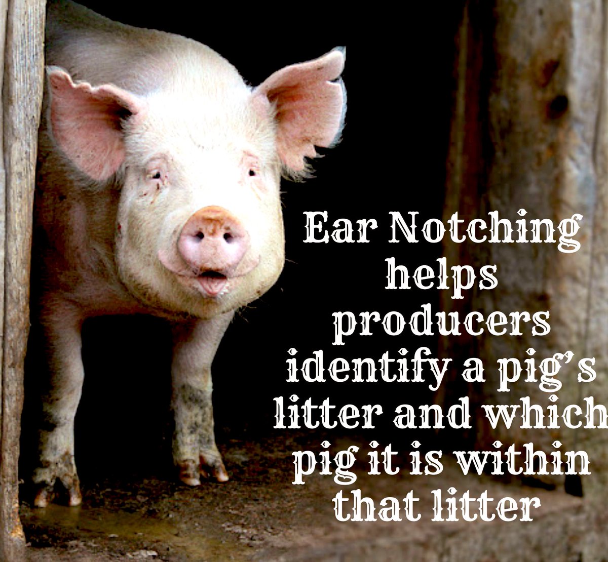 #swine #pigs #CAO22 🐷