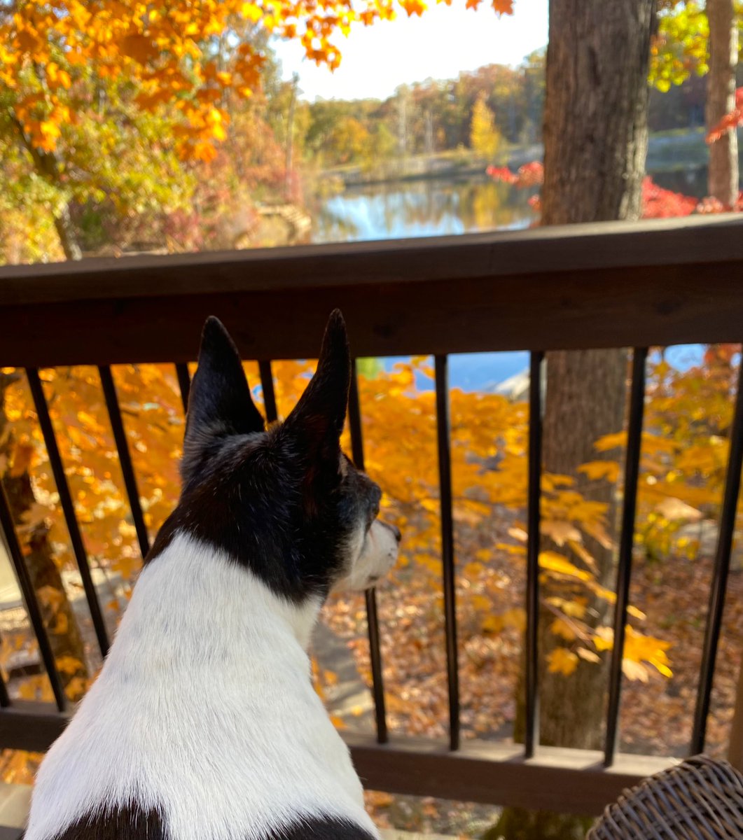 CaptainRaoul's tweet photo. #innsbrook #vacationphotodump https://t.co/MM0ClTFXgF