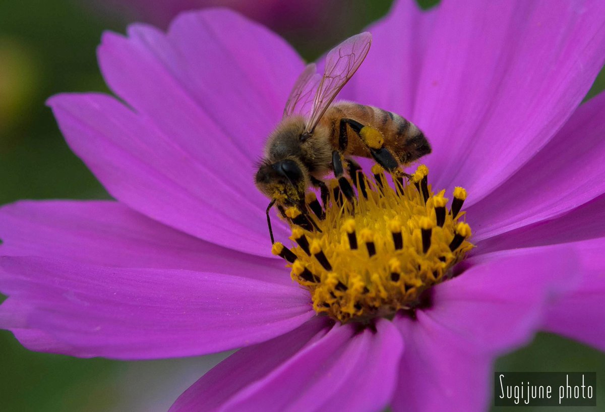 SugijuneP's tweet photo. #コスモス #秋桜 #花 #蜂 #蜜蜂 #ミツバチ
#Cosmos #Bee #Bees #HoneyBee #FlowerPhotography #Flower
#Japan
#Nikon #NikonCamera #NikonLens https://t.co/4bcHe5eO7g