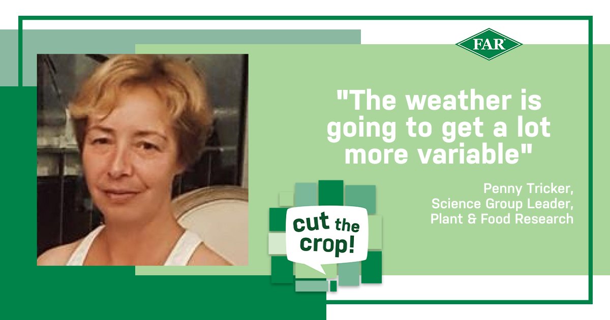 Plant and Food Research science group leader Penny Tricker tells Anna Heslop that an important focus of wheat breeding is to combine drought and heat tolerance while maintaining yield and quality.

Watch 💻 bit.ly/39ILEOb
Listen🔊 bit.ly/3gzANZu