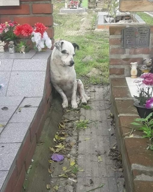 Quiero darle un último beso, un último abrazo y decirle
que es lo mejor que me ha pasado.
Que sin tener mi sangre es lo que más he amado.
Si muero primero, que me den permiso para decirle
cuanto lo quiero.
Y cuando al fin volvamos a estar juntos,
será para siempre.” 🐶😪❤️
Web.