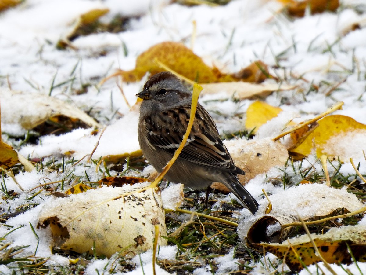 akradishboffo's tweet photo. A snowy Saturday #abstorm in #WatertonLakes resulted in a lot of interesting birds in unusual places #ClarksNutcracker #AmericanTreeSparrow #SharpshinnedHawk https://t.co/4jdWNAkfad