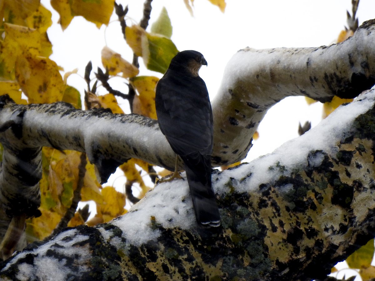akradishboffo's tweet photo. A snowy Saturday #abstorm in #WatertonLakes resulted in a lot of interesting birds in unusual places #ClarksNutcracker #AmericanTreeSparrow #SharpshinnedHawk https://t.co/4jdWNAkfad