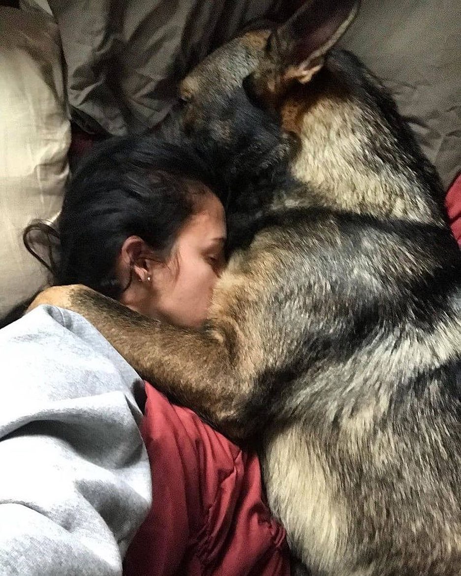 Tap❤️&amp; Comment on this photo if you love German shepherd 💝