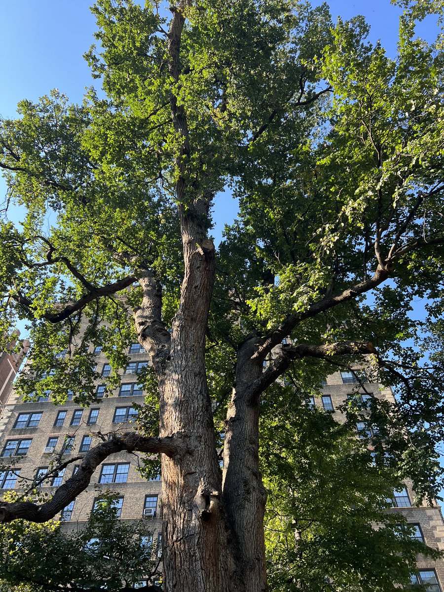 katieholten's tweet photo. I love editing my book about trees. The only thing that can pull me away from my desk is this—the possibility to spend some quality time with the beautiful huge English Elm in Washington Square Park, the oldest tree in Manhattan. 🙌
See you in the morning #treewonder 💚 https://t.co/XzzUG5tCVY