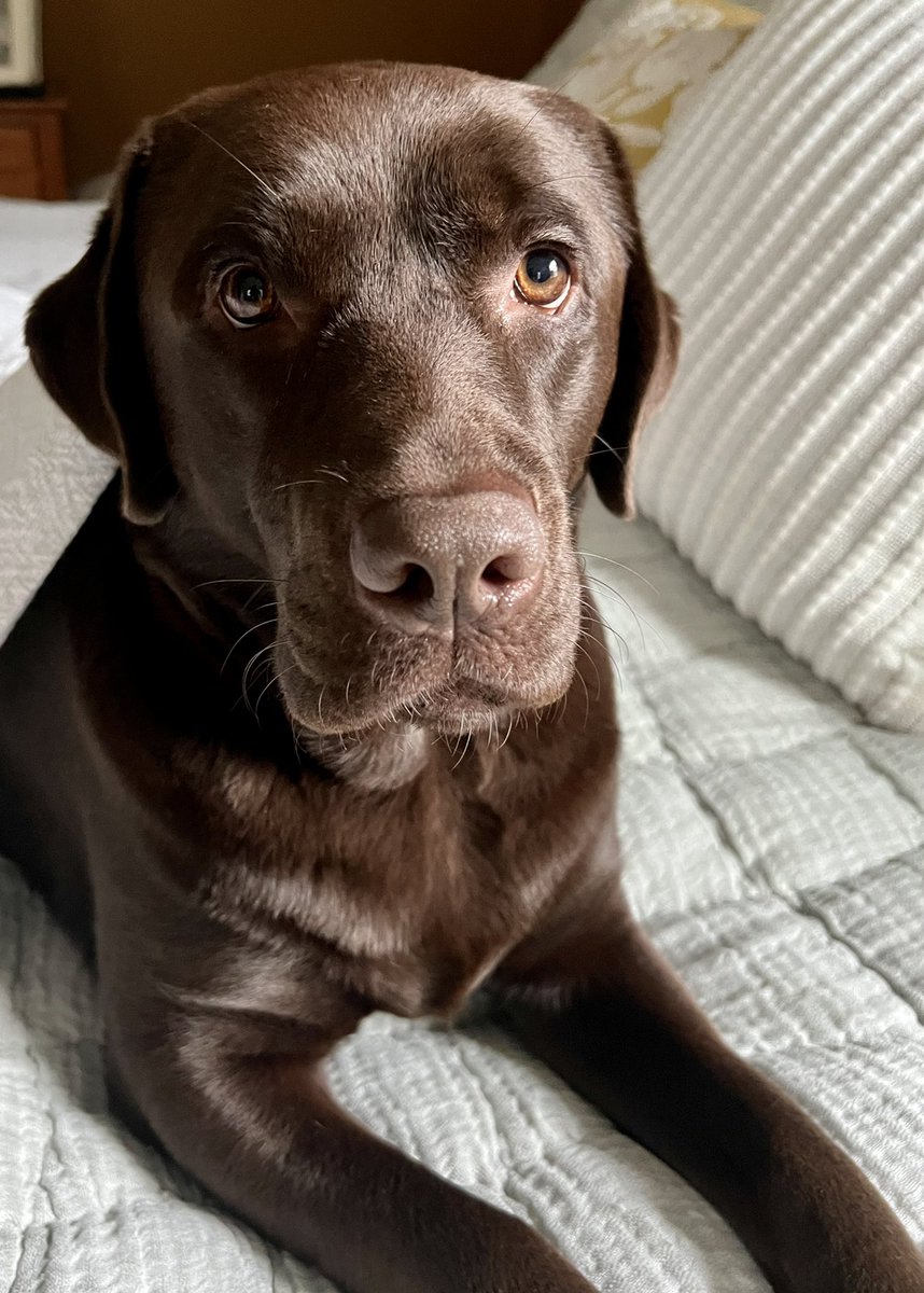 PHISarahBee's tweet photo. @CynthiaEnergy Neither is Miss Etta.🐾❤️ https://t.co/EkZCrZgIDR
