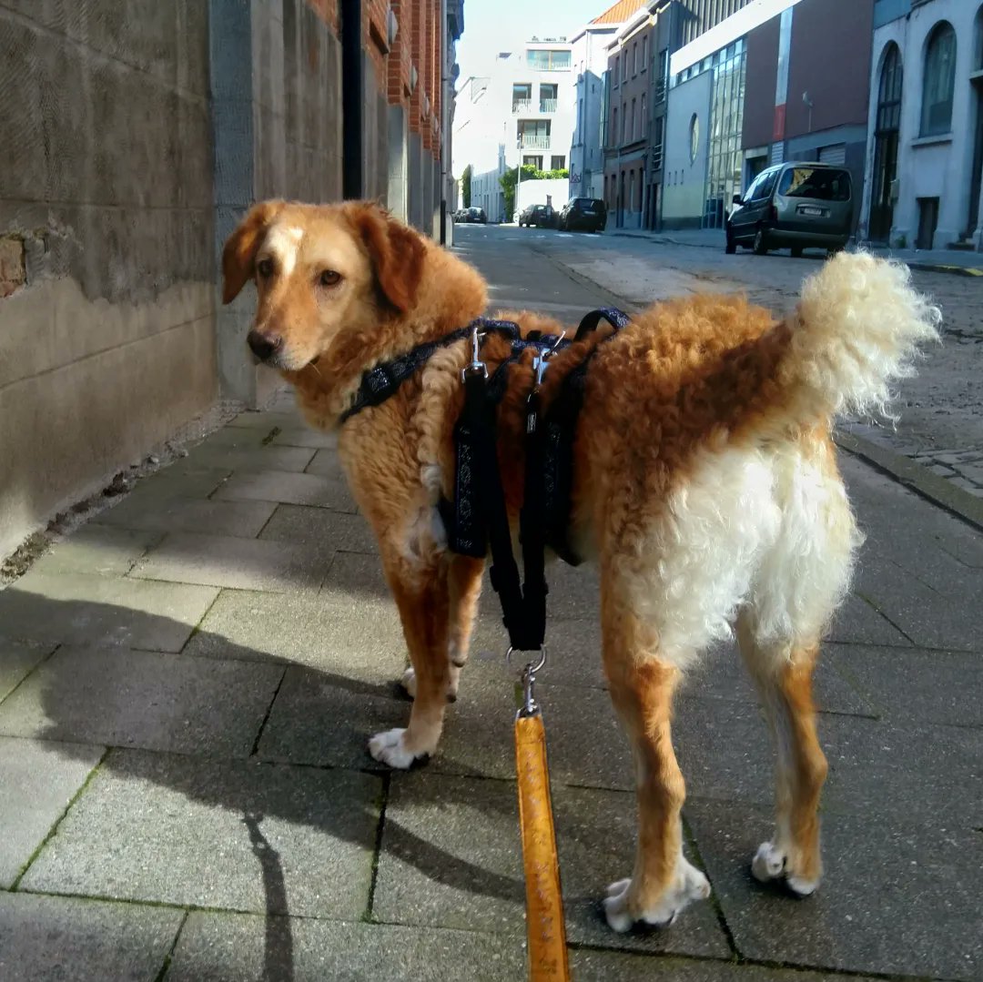 McYupe's tweet photo. @kusjesvansam Jubeltje the goodest of goodbois https://t.co/fW7ATSCia9
