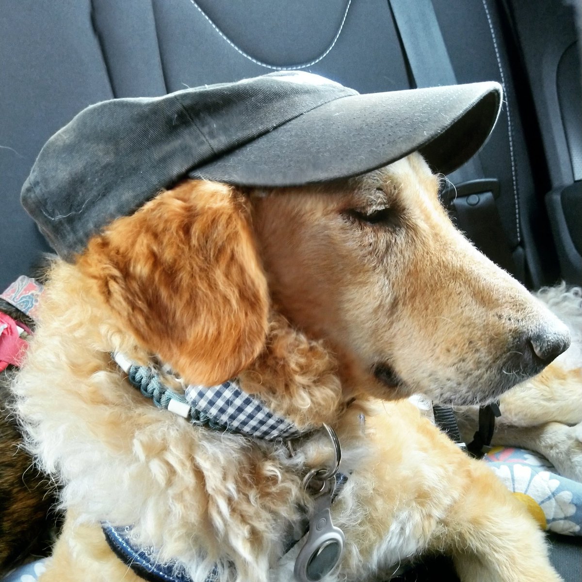 McYupe's tweet photo. @kusjesvansam Jubeltje the goodest of goodbois https://t.co/fW7ATSCia9