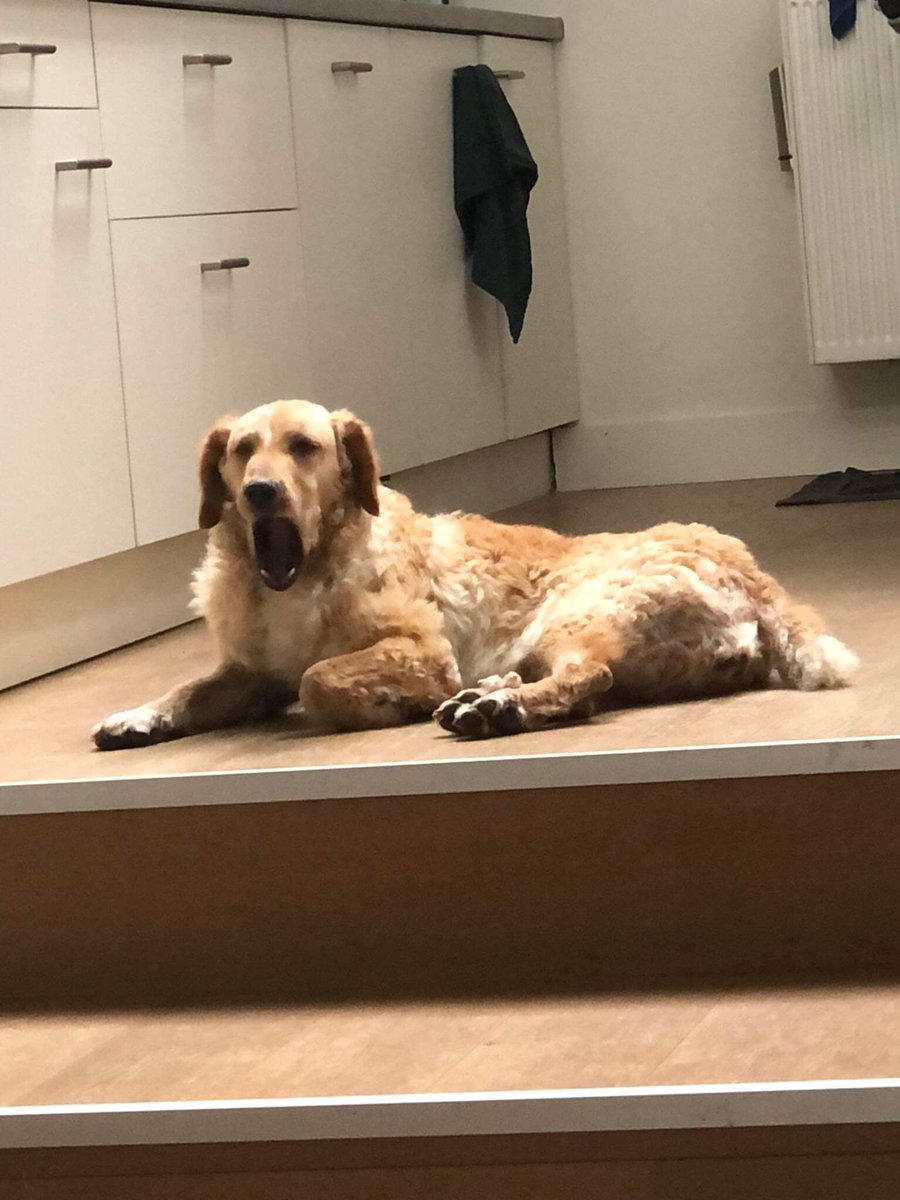 McYupe's tweet photo. @kusjesvansam Jubeltje the goodest of goodbois https://t.co/fW7ATSCia9