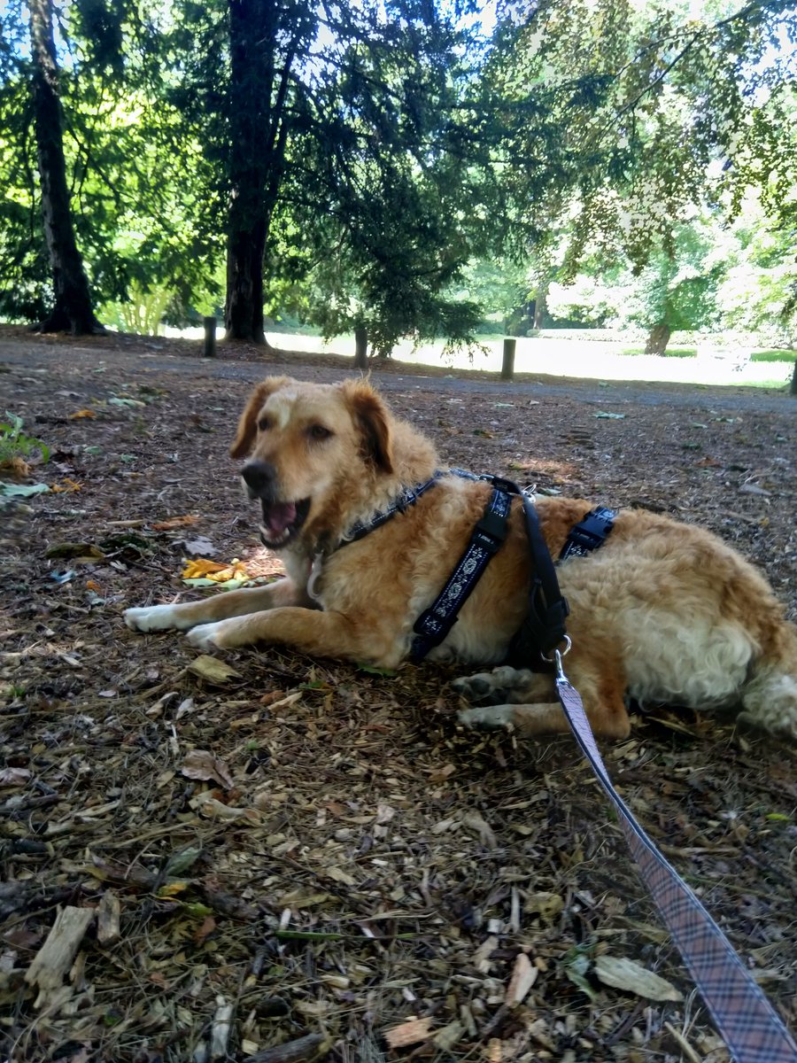 McYupe's tweet photo. @kusjesvansam Jubeltje the goodest of goodbois https://t.co/fW7ATSCia9