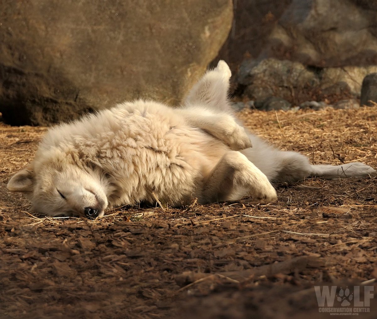 nywolforg's tweet image. Peace is always beautiful 🐺
