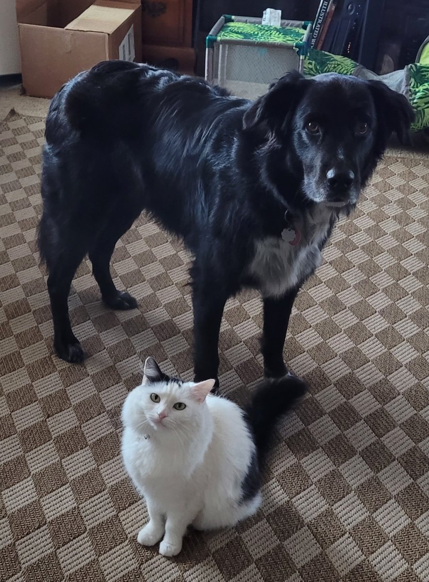 KevyKevY2K11's tweet photo. It's a wonderful Saturday evening and want to see who would like to share a picture of their beautiful pets. It's Peturday Night
My dog Rico and cat Mia say Hello to everyone.
#Peturday https://t.co/dDzR1aiJ6Q