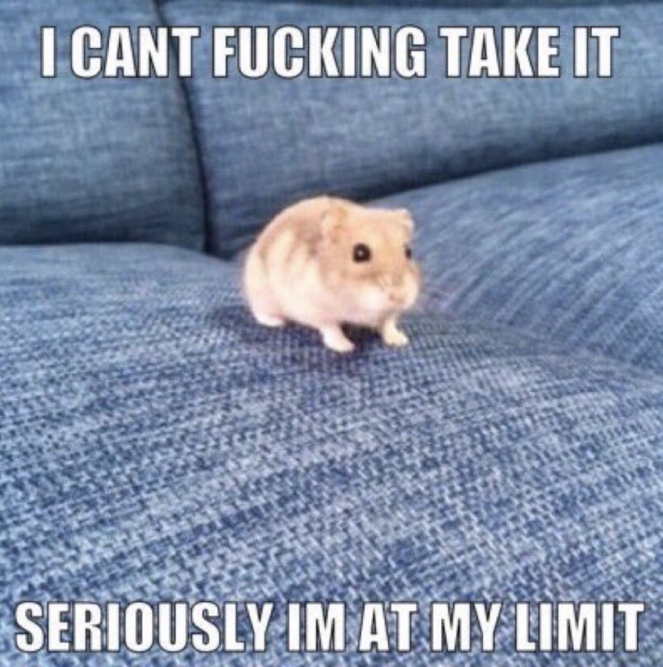 CALAMITYTRIP's tweet image. //miniblins