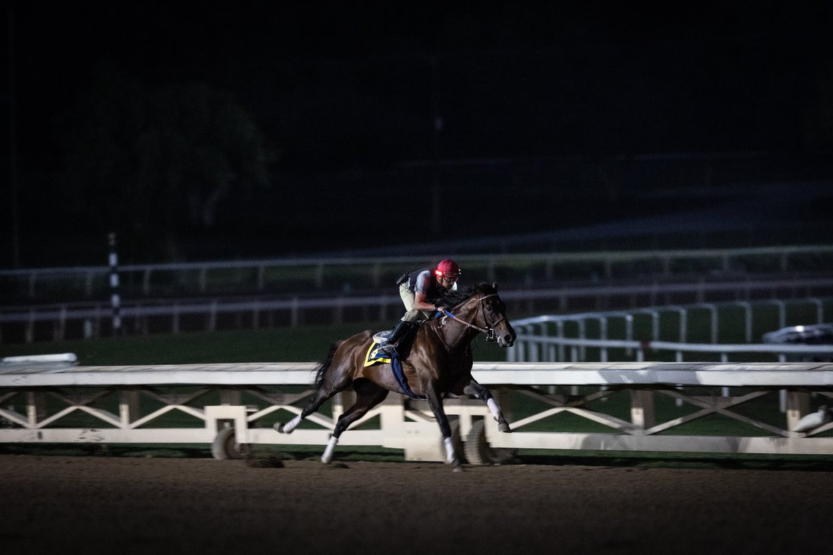sadlerracing's tweet photo. “You were born to be a player. You were meant to be here. This moment is yours.” – Herb Brooks 
Final prep for @BreedersCup   @Hronis_Racing @westpointtbred @woodfordracing @SienaFarmKY @MoreSummerWind @stephrosa3 @KostaHronis @JuanLeyva1984 @NathalieDarley 📸@katejonesstudio https://t.co/SbF6Vlhpiv